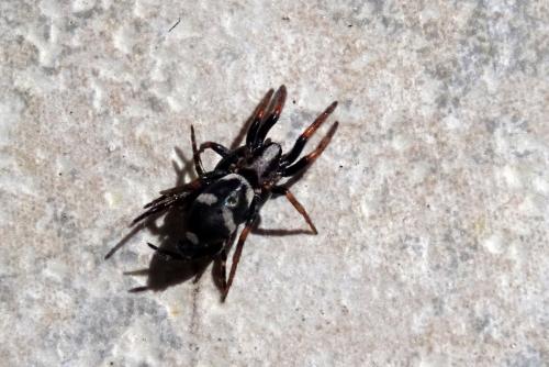 Réf. 255 908 : Poecilochroa albomaculata